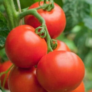 A cluster of ripe, red tomatoes hanging from a vine against lush green leaves hints at countless ways to use these plump, glossy gems in your kitchen. Bursting with freshness, they’re ready to be picked and savored in vibrant salads or hearty sauces.