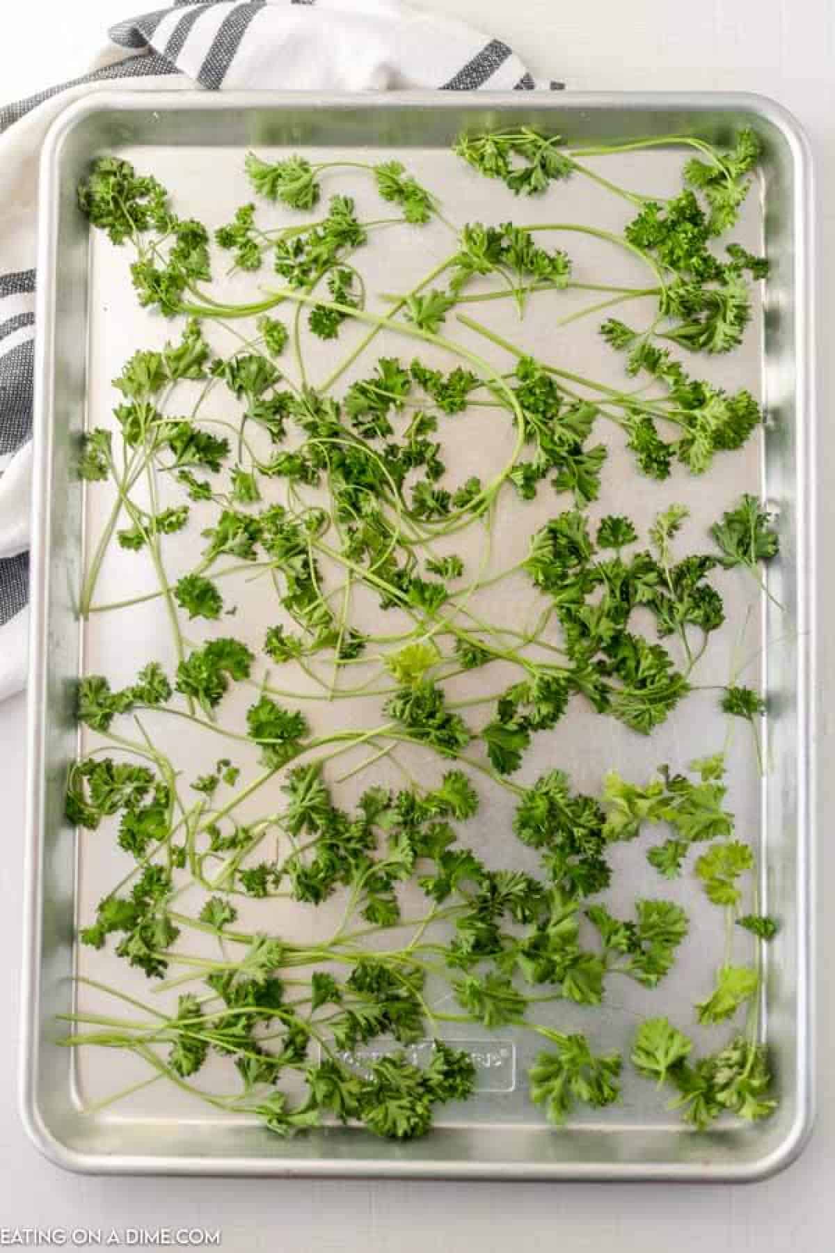 Fresh Parsley on a baking sheet. 