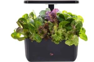 A countertop indoor garden, perfect for Mother's Day gifts, features an abundance of leafy greens flourishing under a rectangular grow light. The compact black planter is filled with vibrant lettuces in various shades, offering a fresh and thoughtful present for any mom.